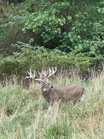 buck with huge antlers