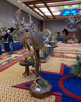 Michigan Taxidermist Association (4).JPEG