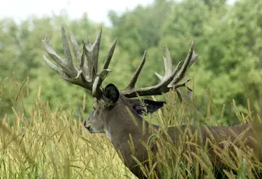 Huge Buck