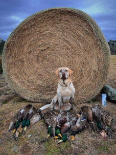 dog sitting by hay bail with group of mallards