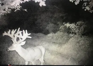Deer picture at night