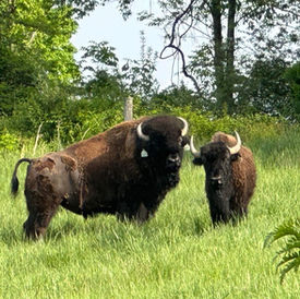 bison