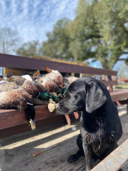 black dog with dead ducks