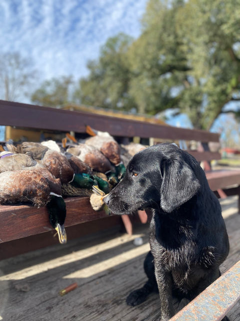 black dog with dead ducks