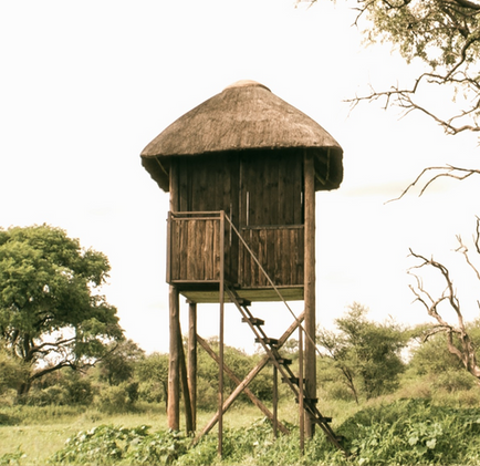 Hide in south africa on stilts