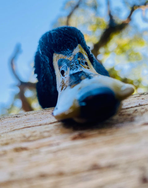 up close image of dead ducks face