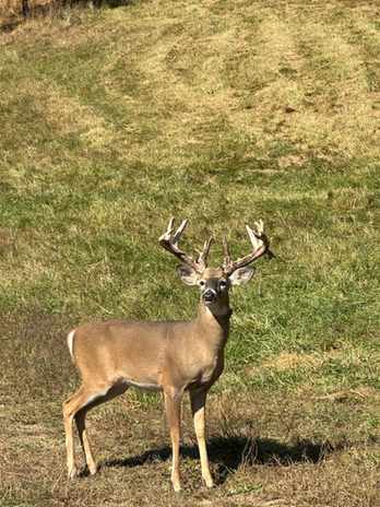 sunny buck