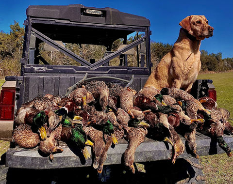 dog in back of truck with group of dead ducks