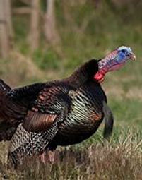Maine turkey.jpg