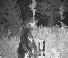 bear-white-chest.png