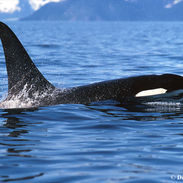 Orca head.jpg