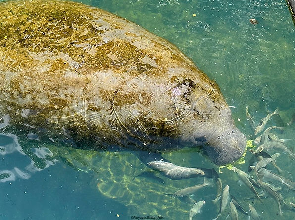 Homosassa Springs Wildlife SP