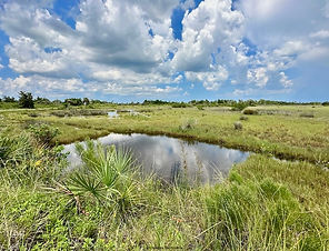 Black Point Wildlife Drive - Floride