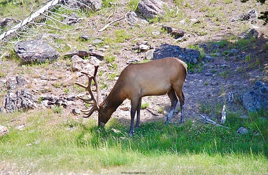 Cerf Madison Area