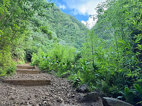 Manoa Falls Trail Oahu