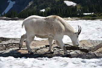 Chèvre des montagnes-Hidden Lake Trail-Glacier N.P