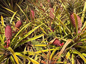 Dole Plantation Oahu