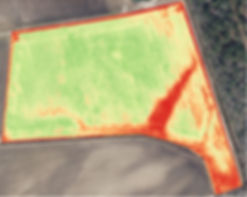 Visual NDVI of soybeans captured with drone.