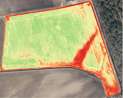 Visual NDVI of soybeans captured with drone.