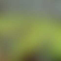 The suffering health of Assam's tea-picking women