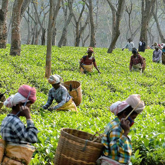 The suffering health of Assam's tea-picking women