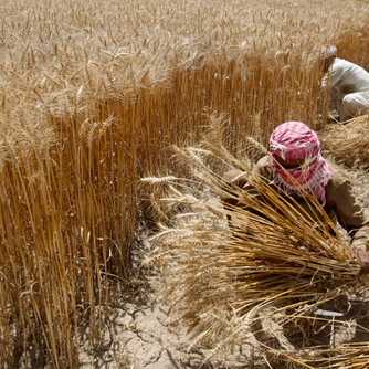 Pakistan Forcibly Evicts Farmers