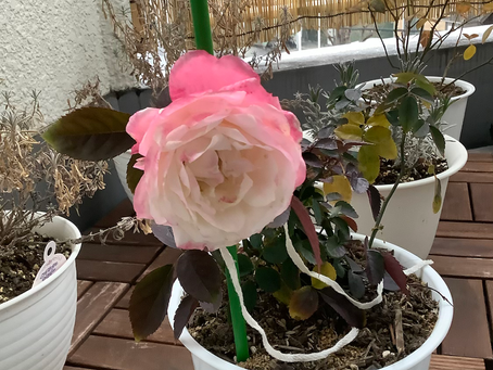 フォーエバーローズ