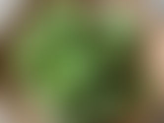 ふきのとう味噌