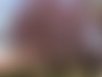 桜🌸桜🌸桜🌸