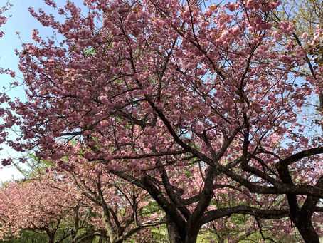 桜🌸桜🌸桜🌸