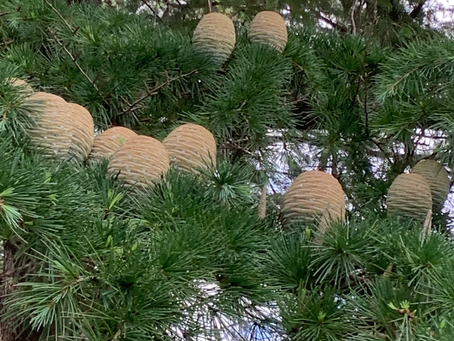 追記 倍音ドーム イベント 中新田交流センター