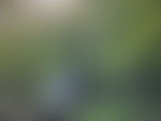 五感で感じる森ヨガ体験