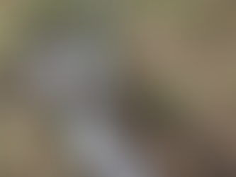 森林セラピー体験