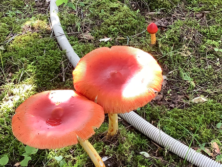 きのこ🍄きのこ〜🍄