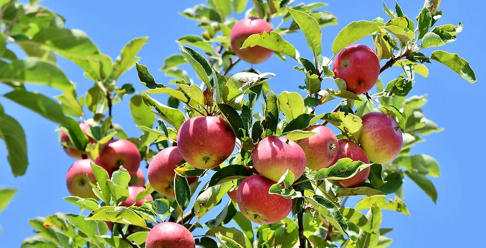 Äpfel.webp
