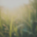 blurred nature photo grass.jpg