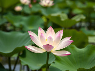 A love letter and a rant...that's in alignment with midlife, alrighty.