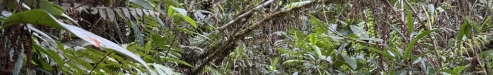 Forest Walking in Oxapampa