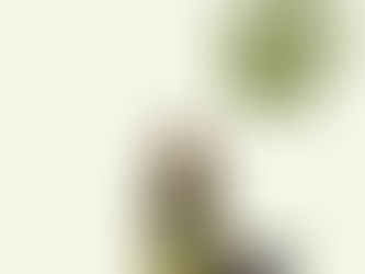 CBD-Öl für Hunde – Wirkung, Anwendung und Vorteile bei Schmerzen & für den Bewegungsapparat