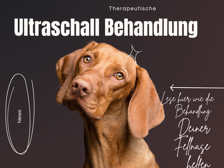 Therapeutische Ultraschallbehandlung beim Hund