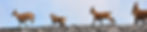 J2Cab.Susanfe-Ref_edited.jpg