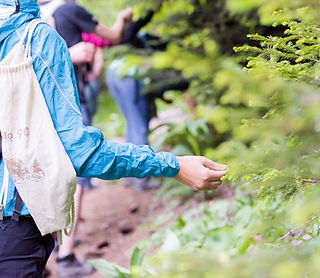 Cueillette sauvage avec Randoplaisir