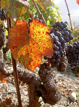 Le vignoble valaisan, culture, traditions, dégustation avec Randoplaisir