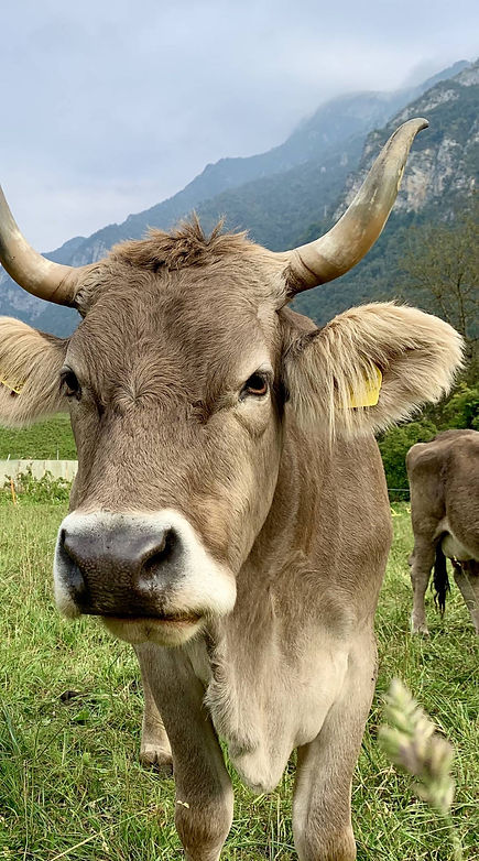 mucca.jpg