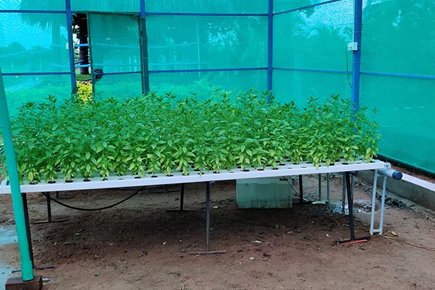 Chennaiites grow greens at home