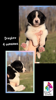 dreykov 4 sem