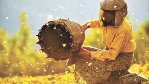 Film Review: Honeyland