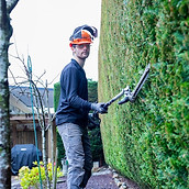 backyard hedge small side shot 4.jpg