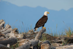 DT1_0901 eagles at new dungeness 6