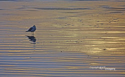 BR-144 Seagull DSC_5569